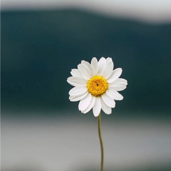 “Darling Daisy” Genuine Pressed Preserved Dried Gold Flower Floral Summer Bangle - Picture 4 of 13